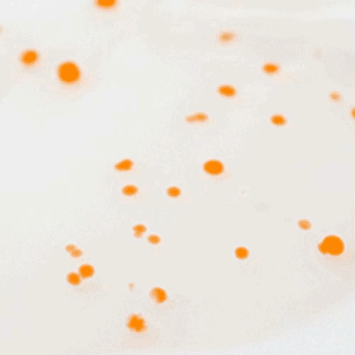 SUNGBOON EDITOR Active Marine Astaxanthin Serum